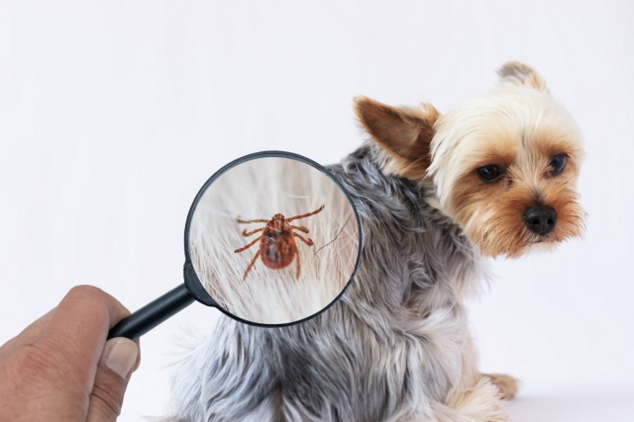 犬のアレルギー検査